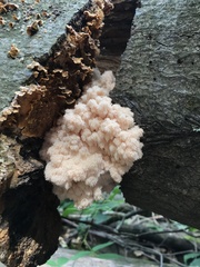 Hericium