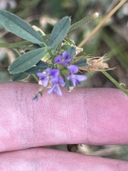 Medicago sativa