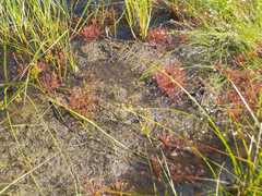 Drosera intermedia