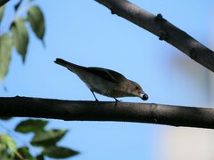 Ficedula hypoleuca