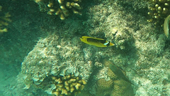 Chaetodon fasciatus