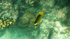 Chaetodon fasciatus