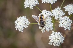 Eristalis arbustorum