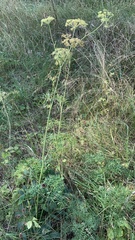 Cenolophium denudatum