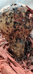 Pisolithus tinctorius