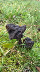 Helvella vespertina