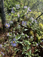 Symphyotrichum puniceum