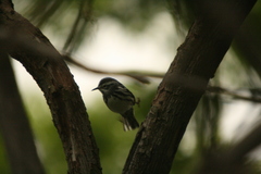 Mniotilta varia