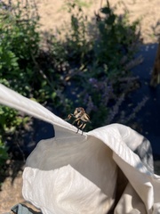 Promachus rufipes