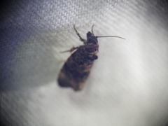 Endothenia