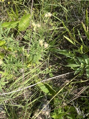 Brickellia eupatorioides