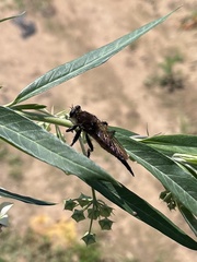 Promachus rufipes