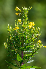 Oenothera biennis