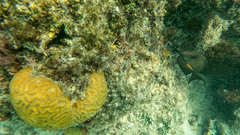 Ctenochaetus striatus