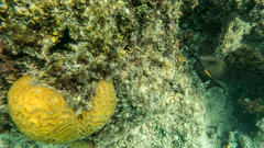 Ctenochaetus striatus