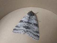 Catocala relicta