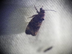 Endothenia