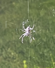 Larinioides sclopetarius