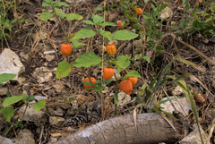 Alkekengi officinarum