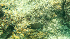 Ctenochaetus striatus