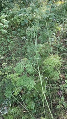 Cenolophium denudatum