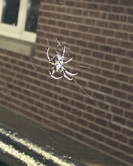 Larinioides sclopetarius