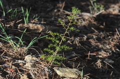 Asparagus acutifolius