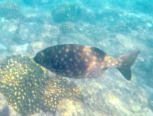 Cortez chub (Kyphosus elegans) — Kyphosidae