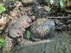 Terrapene carolina