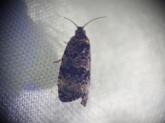 Endothenia
