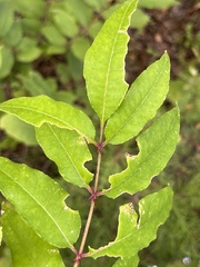 Zanthoxylum