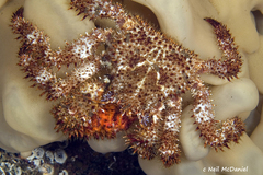 Acantholithodes hispidus