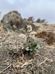 Eriogonum nudum