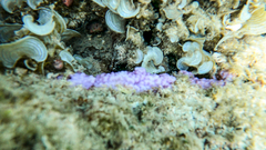 Montipora
