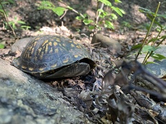 Terrapene carolina