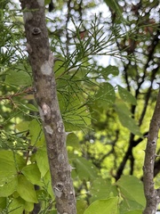 Zanthoxylum