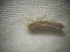 Synophropsis lauri