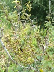 Podosphaera filipendulae