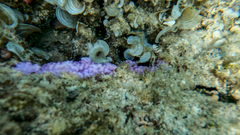 Montipora