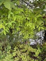Zanthoxylum