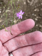 Epilobium brachycarpum