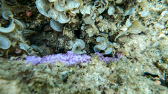 Montipora