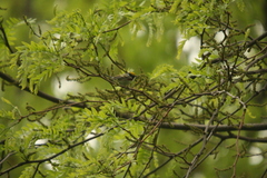 Setophaga pensylvanica