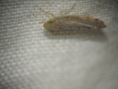Synophropsis lauri