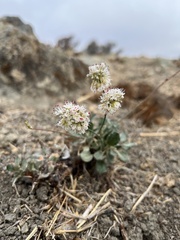 Eriogonum nudum
