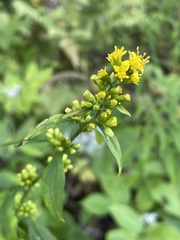 Solidago flexicaulis