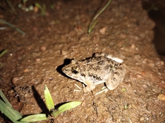 Fejervarya limnocharis