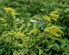 Solidago juncea
