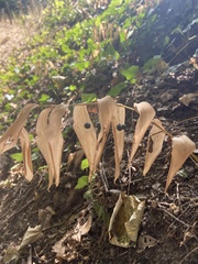 Polygonatum multiflorum