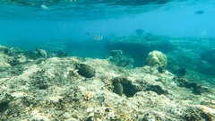 Ctenochaetus striatus